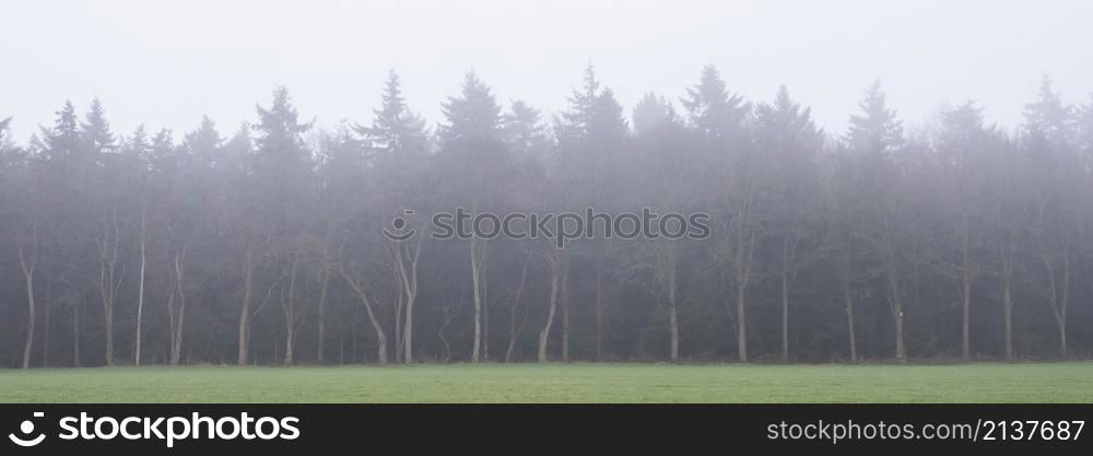 bare winter trees in mist with dark forest in the background give eerie atmosphere