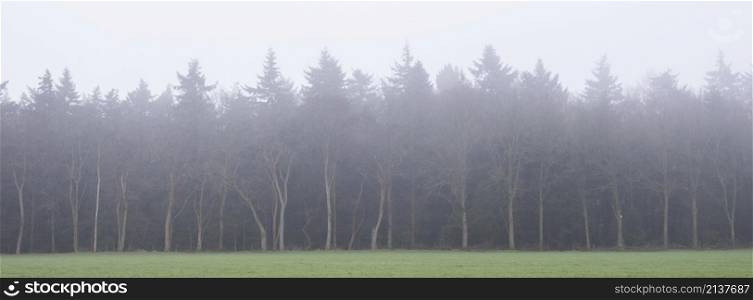 bare winter trees in mist with dark forest in the background give eerie atmosphere