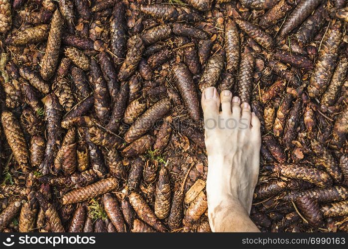 barefoot aerial view on pineapples surface in the forest