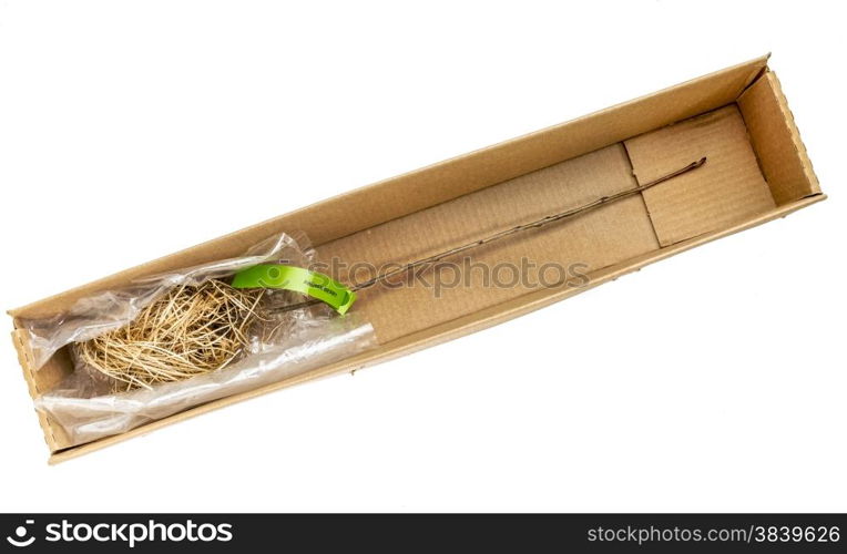 barefoot nursery stock - unpacking aronia berry bush from a shipping box