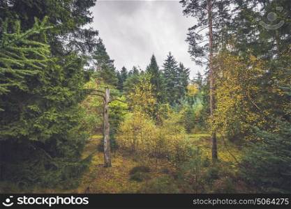 Barenaked tree in a forest with colorful trees in the fall