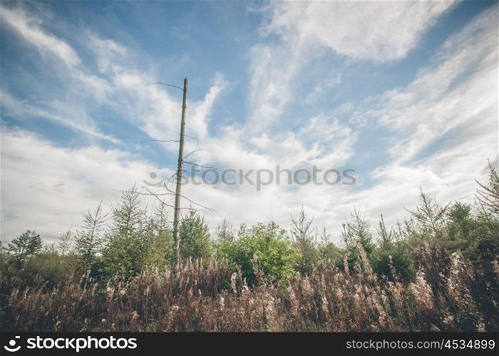 Barenaked tree on a field with withered plants and blue sky