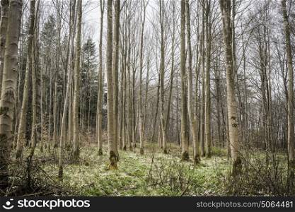 Barenaked trees in a forest in the spring with green grass on the forest floor with white wildflowers