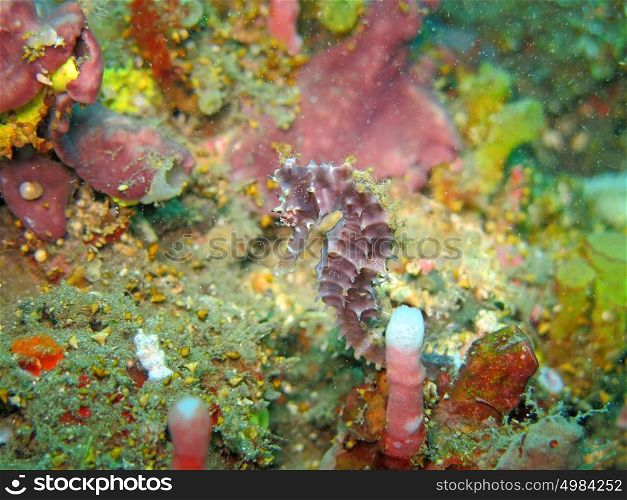 Bargibanti Pygmy Seahorse the smallest in the world in Bali. Bargibanti Pygmy Seahorse the smallest in the world in Bali.
