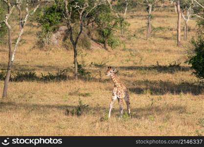 Baringo Giraffe (Giraffa camelopardalis), Lake Mburo National Park, Uganda