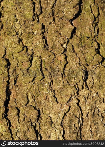 bark. background