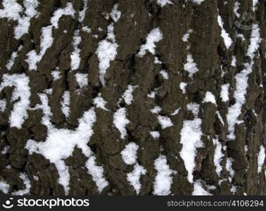 bark covered with snow