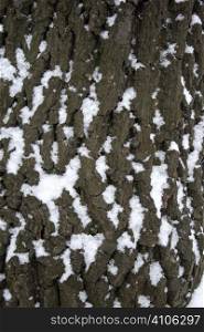 bark covered with snow