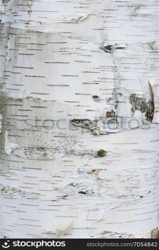 Bark of a birch as background