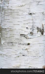 Bark of a birch as background