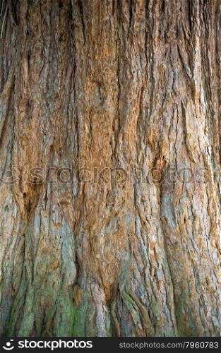 Bark of a californian sequoia (sequoiadendron giganteum)