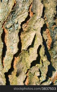 Bark of a old tree with moss under sunlight