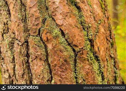 bark of a Scots pine tree