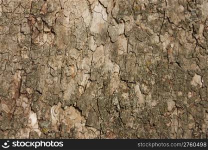 Bark of a sycamore tree to be used as a background
