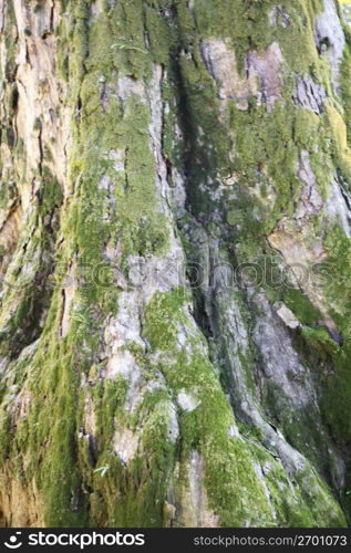 bark of a tree