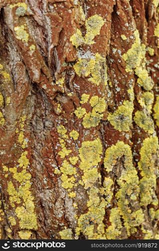 bark of a tree. Natural wooden texture.. Natural wooden texture. bark of a tree