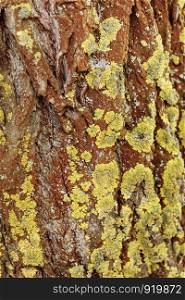 bark of a tree. Natural wooden texture.. Natural wooden texture. bark of a tree