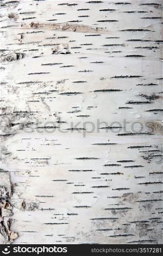 bark of birch in the cracks texture