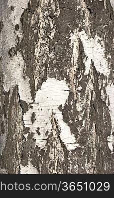 Bark of birch in the cracks texture