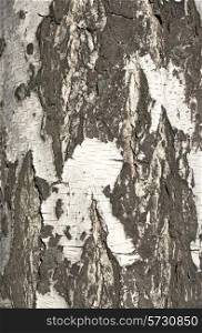 Bark of birch in the cracks texture