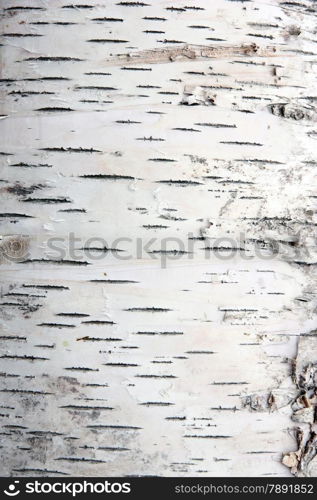 bark of birch in the cracks texture