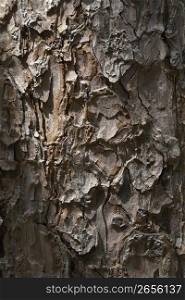 Bark of Japanese red pine