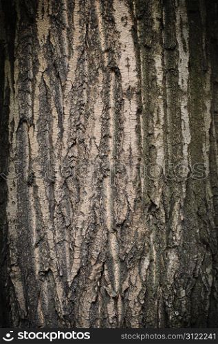Bark of oak tree textured surface with small details