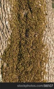 Bark of old oak tree with green moss on it closeup as natural background
