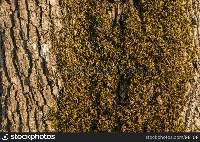 Bark of old oak tree with green moss on it closeup as natural background