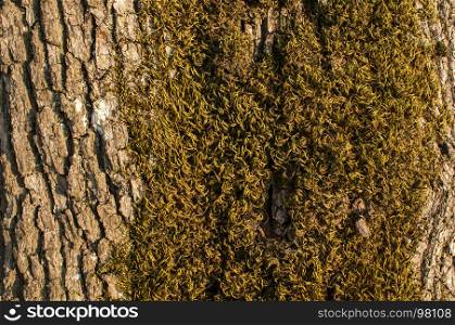 Bark of old oak tree with green moss on it closeup as natural background