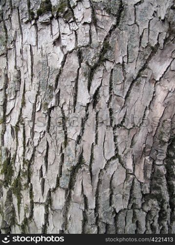 bark of old tree, nature background