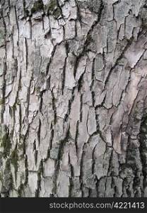 bark of old tree, nature background