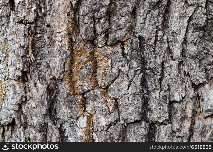 Bark of Pine Tree Close Up. Bark of Pine Tree Close Up for background