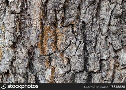 Bark of Pine Tree Close Up. Bark of Pine Tree Close Up for background