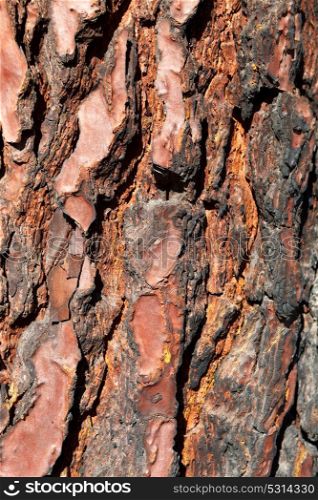 Bark of Pine Tree Close Up for background