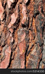 Bark of Pine Tree Close Up for background