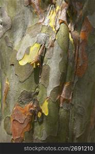 Bark of quince