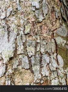 Bark of tree, bark texture