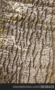 bark of white poplar in closeup