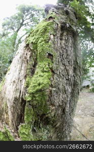 bark on a tree