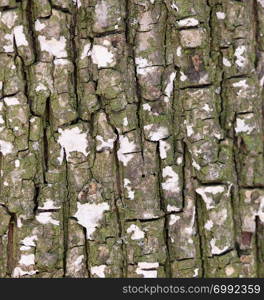 Bark texture of old tree