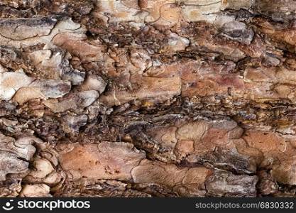 Bark tree background, top view