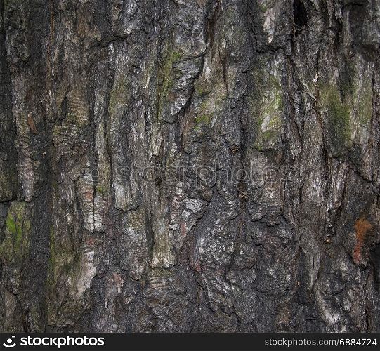 bark tree texture photo. Beautiful picture, background, wallpaper .