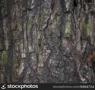 bark tree texture photo. Beautiful picture, background, wallpaper .