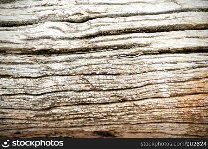 Bark Tree wood texture