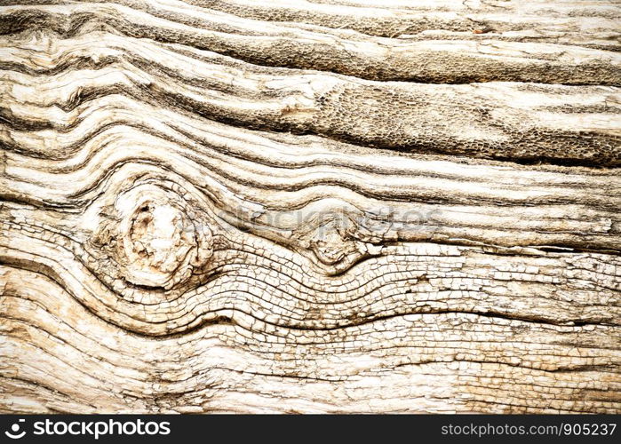 Bark Tree wood texture