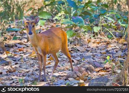 Barking Deer, Muntjacs, Mastreani Deer, Muntiacus muntjak, Royal Bardia National Park, Bardiya National Park, Nepal, Asia