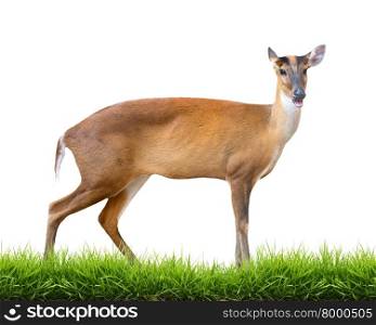 barking deer with green grass isolated on white background