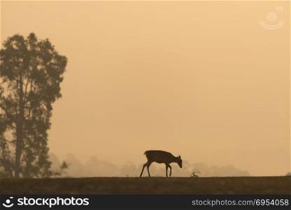 barking deers in the Sunrise at Khao Yai National Park, Thailand