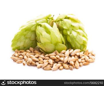 Barley and hops isolated on white background. Beer concept